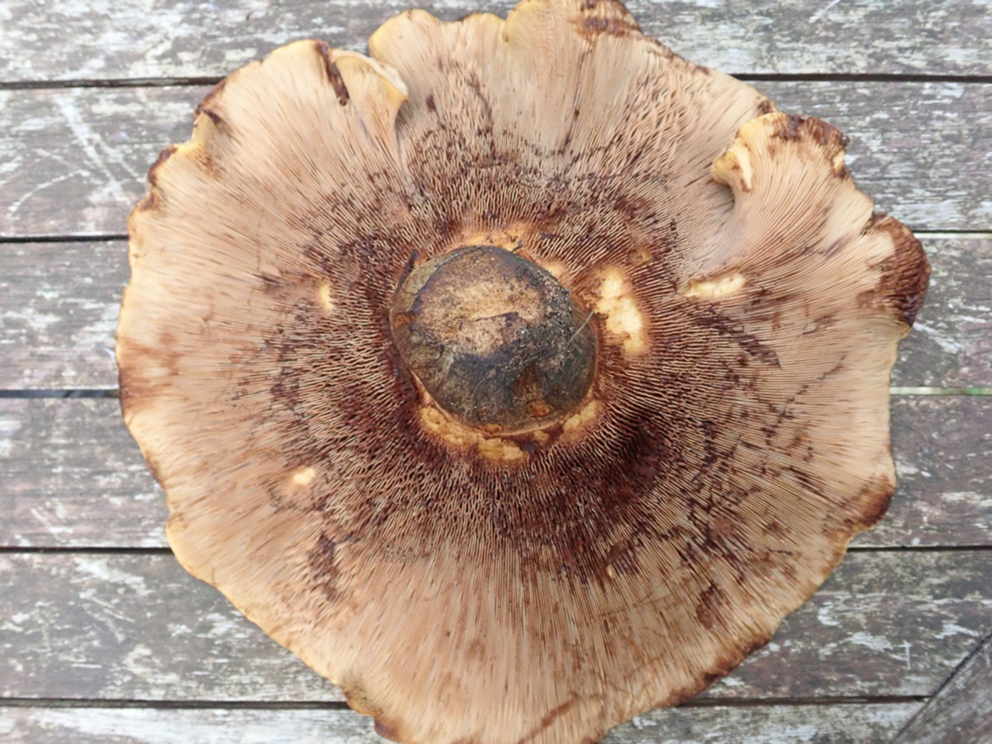 Photo © Mike Jones Paxillus cf involutus by Mike Jones